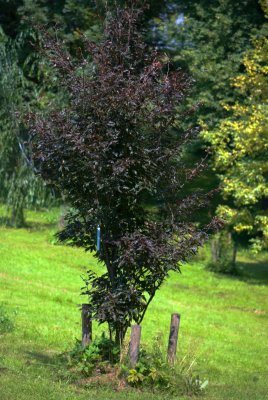Fagus sylvatica 'Rohanii' - buk lesní (22) - celek